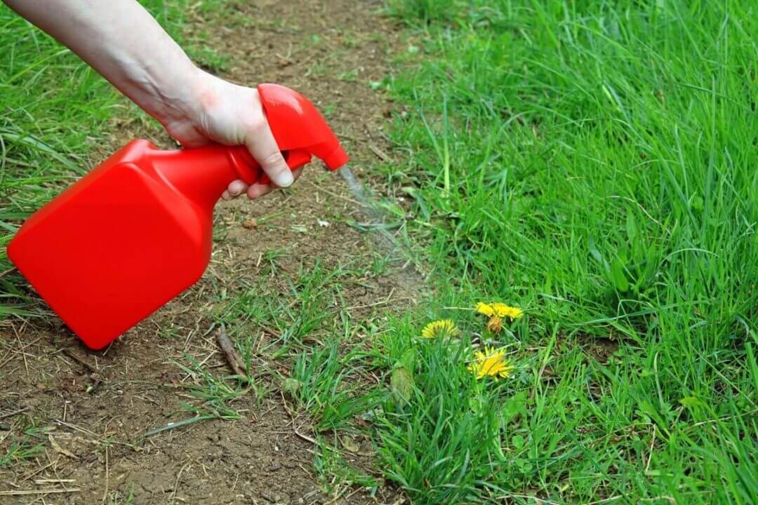 How to Get Rid of Weeds in Grass