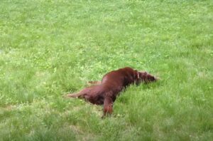 dog rolling in grass