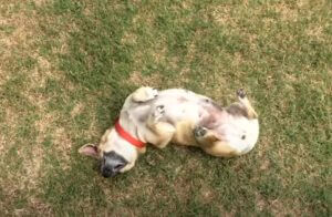 dog rolling in grass