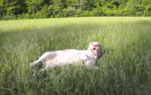 dog rolling in grass