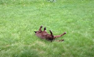 dog rolling in grass