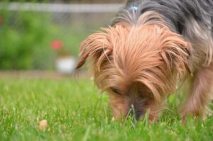 dog smelling grass