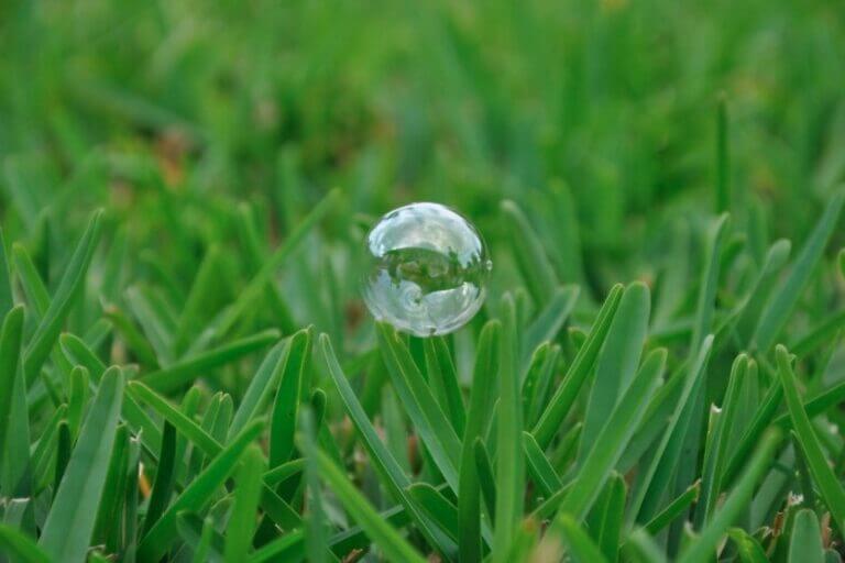 Over Watering St Augustine Grass 5 Signs & Watering Tips