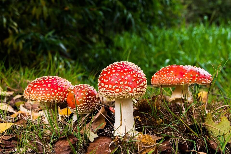 How To Get Rid Of Toadstools In Lawn