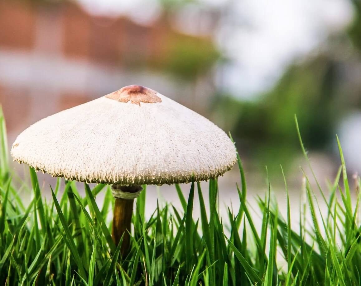 remove mushrooms from lawn