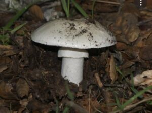 Death Cap Mushrooms (Amanita phalloides)