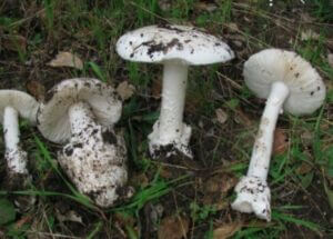 Destroying Angels (Amanita bisporigera)