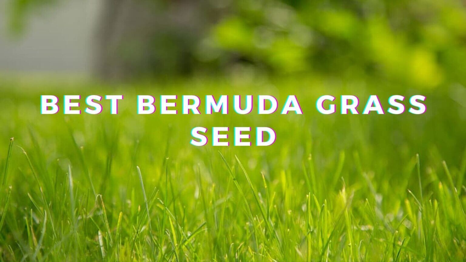 Best Bermuda Grass Seed - Top 8 Regular & Hybrid Variety Picks