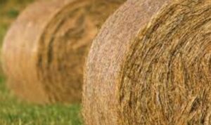 Best Grass Seed For Hay | High Protein Grasses