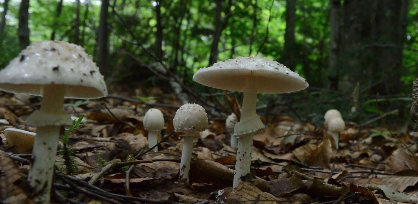 How To Get Rid Of Mushrooms In Lawn Identifying Poisonous Types